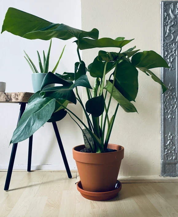 a potted plant on a stand in a living room