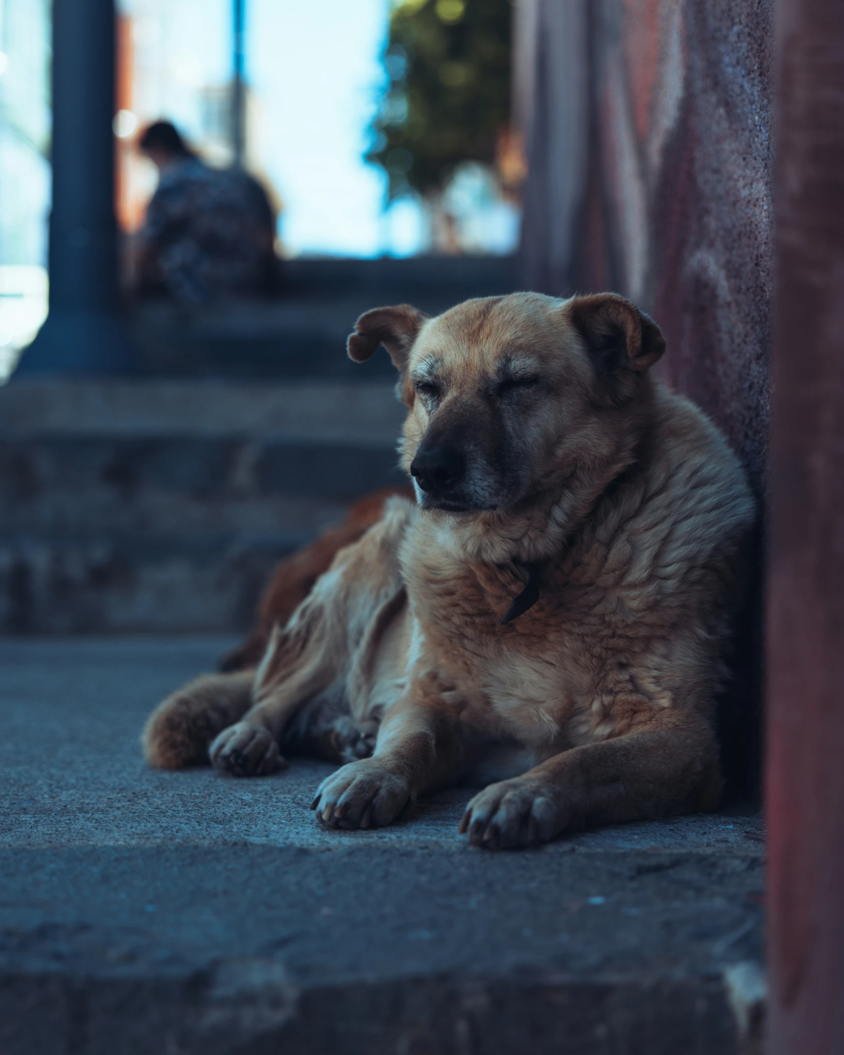 a large brown dog laying on top of a sidewalk