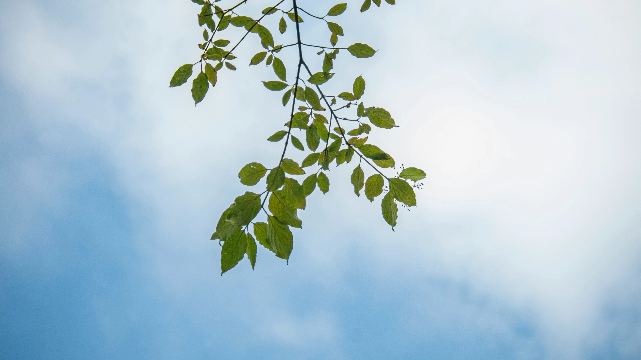 green leaves on the nches of a tree against the sky