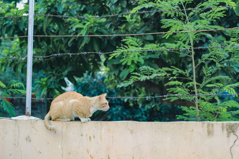 a cat sitting on top of a concrete fence