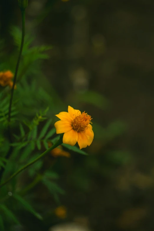 this is an image of a yellow flower