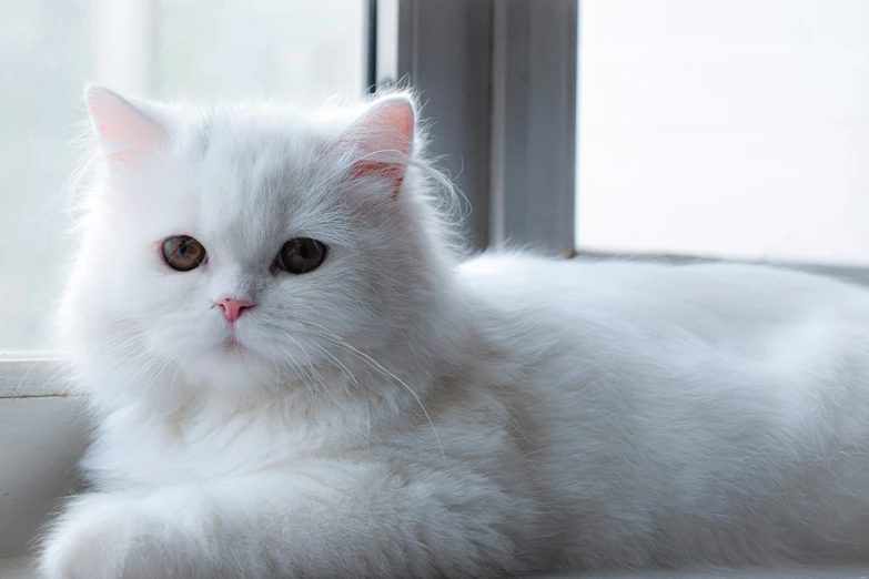 a fluffy white cat sitting in the window sill looking ahead