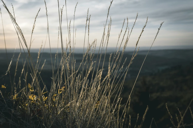 plants are in the foreground as sun sets