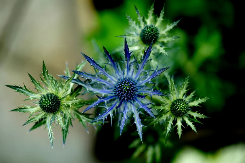 several large blue flowers are growing in a garden