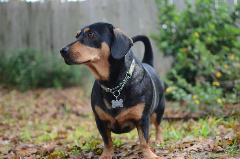 a little dog stands on the ground and looks ahead