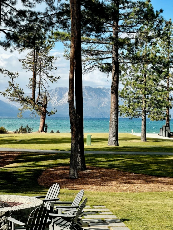 two park benches that are sitting near trees