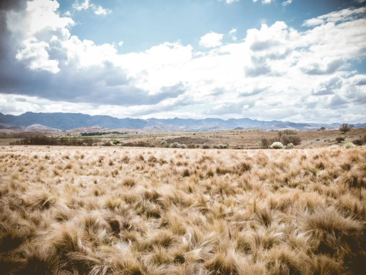 a dry grass field in front of mountains