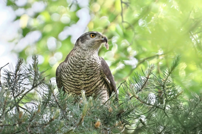 a brown bird perched on top of a green tree