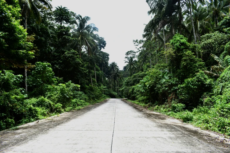 there is a long empty street with trees on both sides