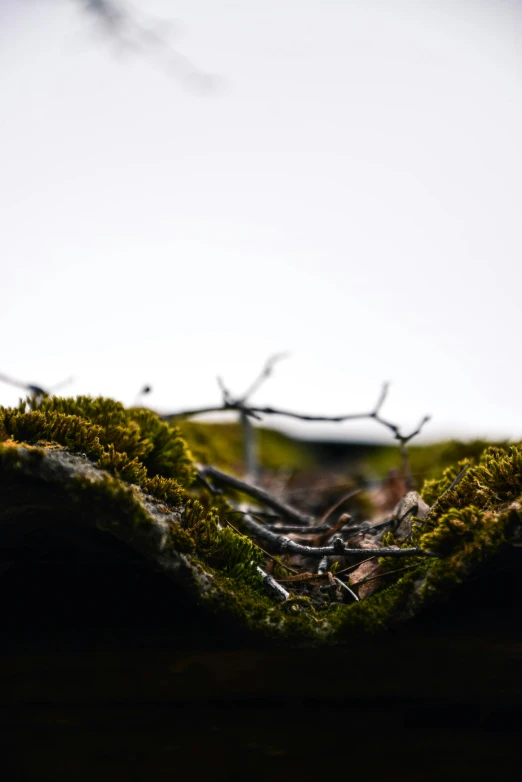 moss grows on the side of a rock and sticks