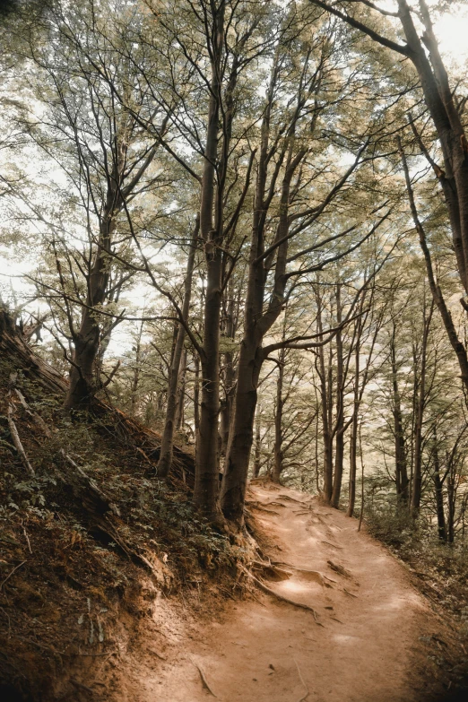 a dirt path is surrounded by trees on a hill