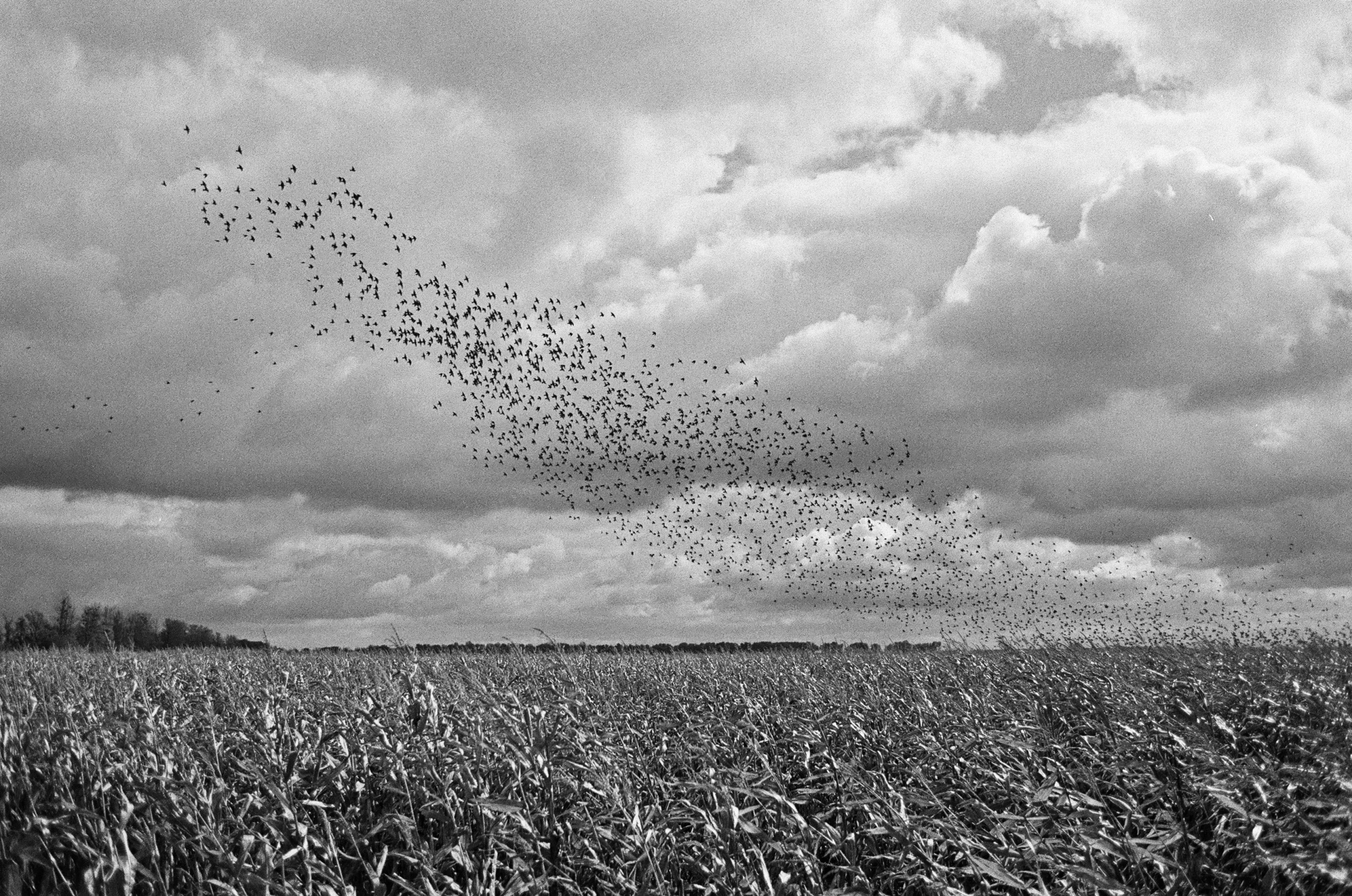 black and white pograph of birds in the sky