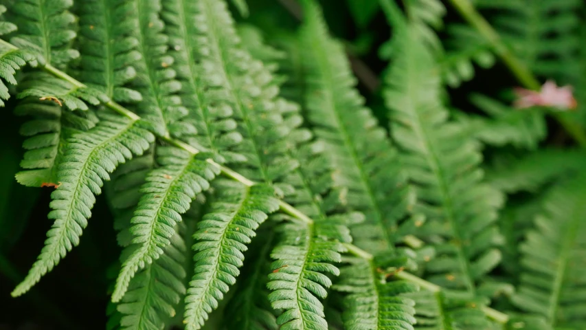 this is a close up po of the leafy plant