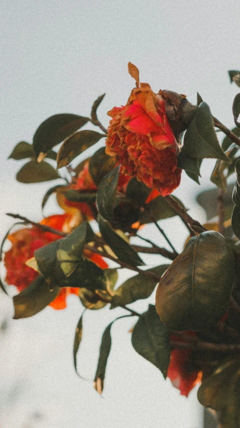 some orange flowers on the nches of a tree