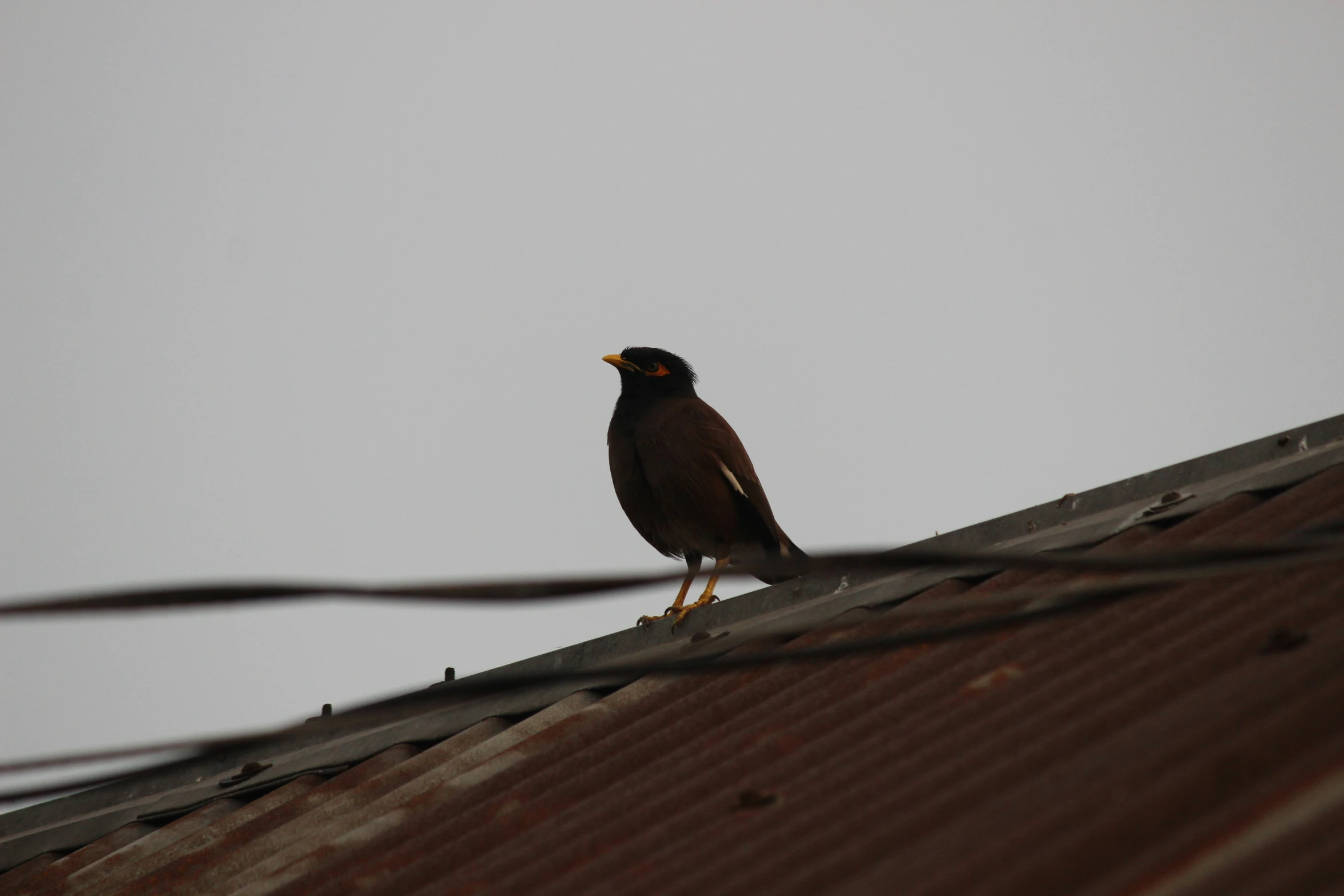 there is a bird on the roof of a house