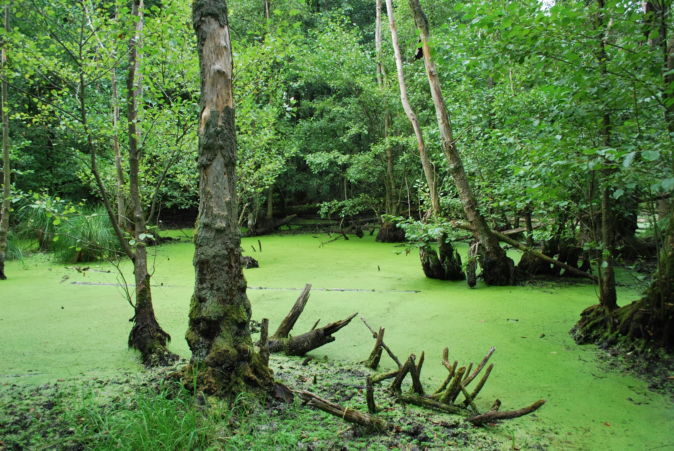 many green algae blooms on the swampy ground