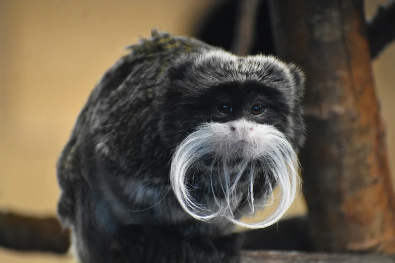 an animal with a white beard and long fur