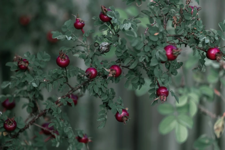 an image of a nch with fruits on it