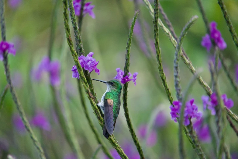 a hummingbird is flying past purple flowers