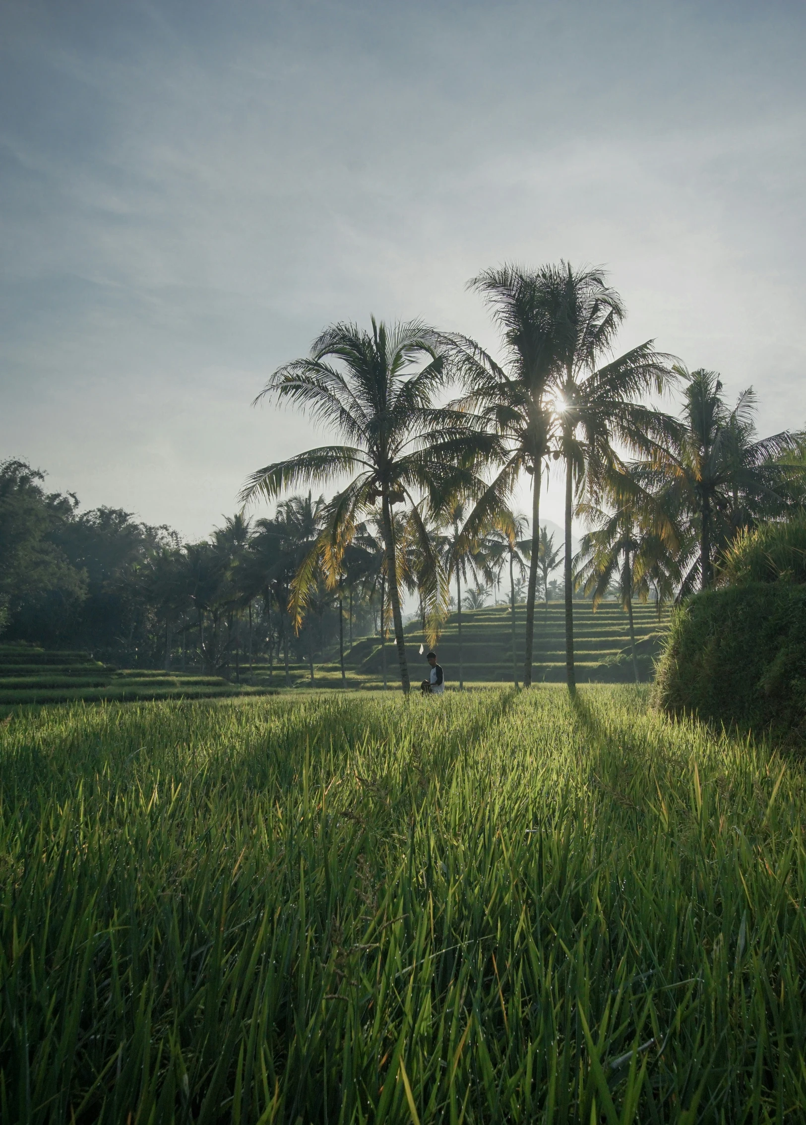 a horse is standing in the grass next to a palm tree