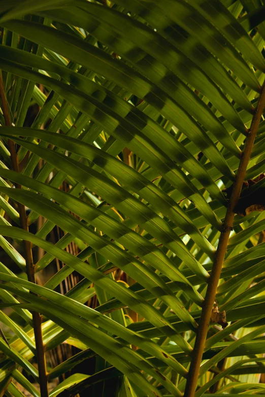 the image of a fronds palm tree has many green leaves