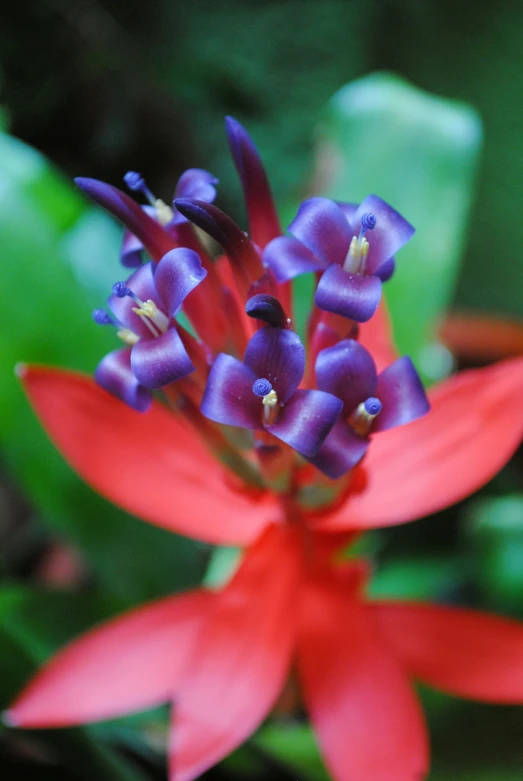 a bright red flower with blue blooms and green leaves