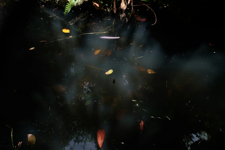 some water that is under some plants and light