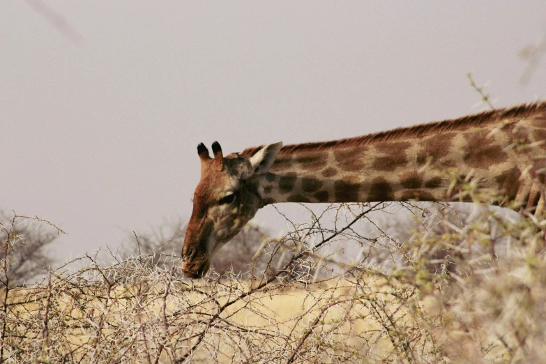 a giraffe eats from the bushes on the savannah