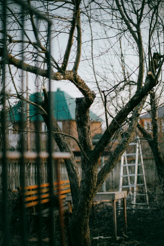 a brown tree in a yard next to a white swing set