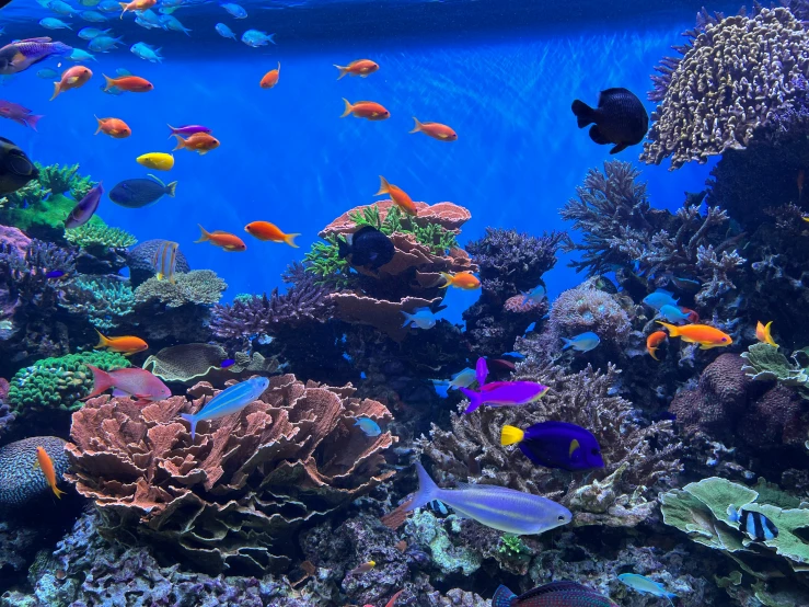 an aquarium with many fish swimming around it