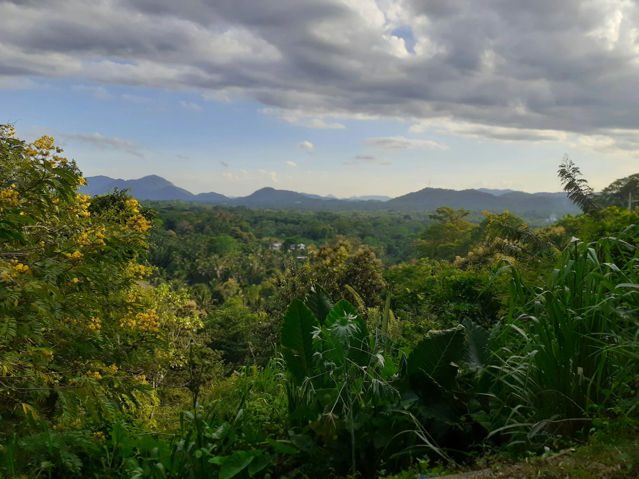 the view from the top of a hill with forest and mountains in the background