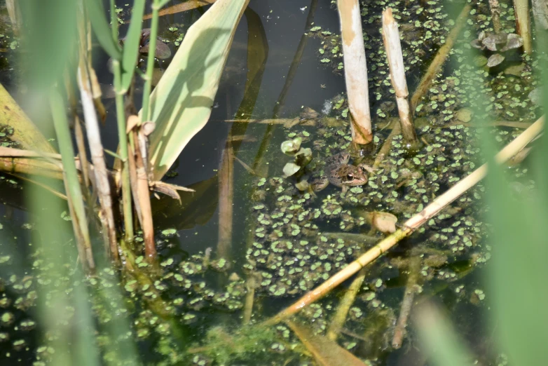 the water is filled with aquatic vegetation