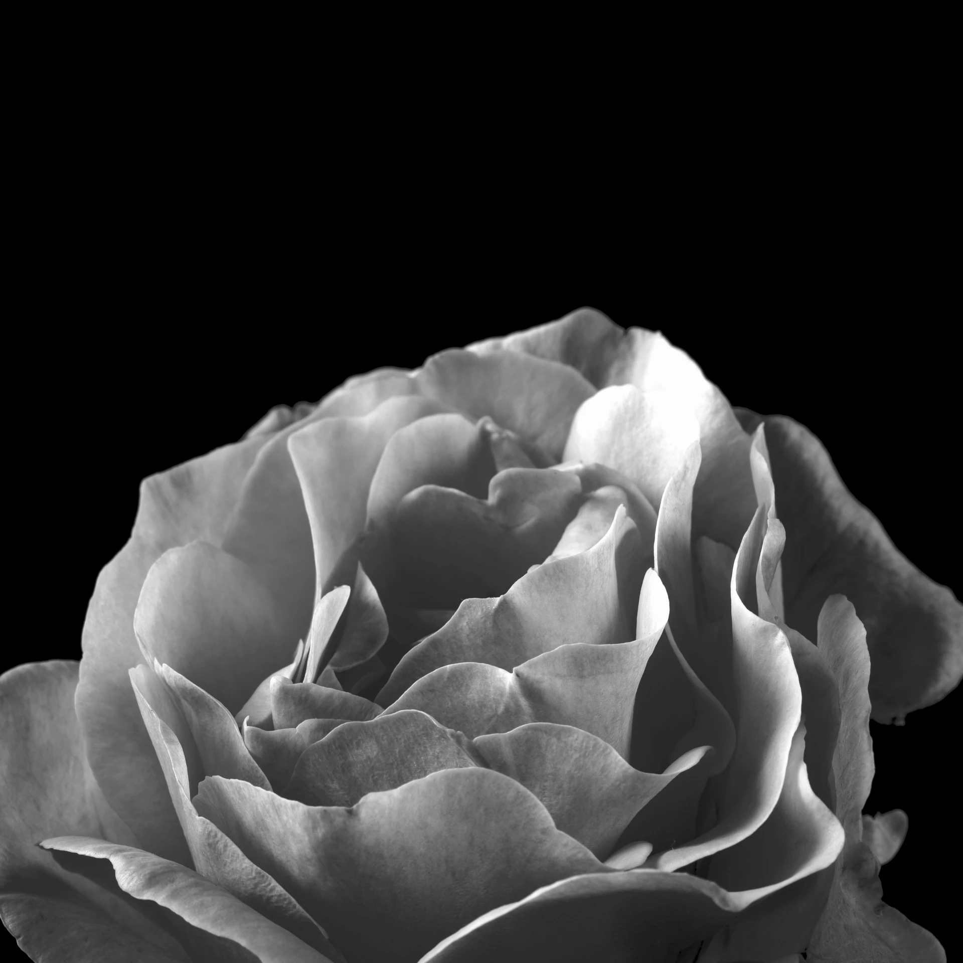 black and white flower closeup of the petals