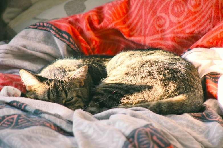 a cat laying on a pile of blankets