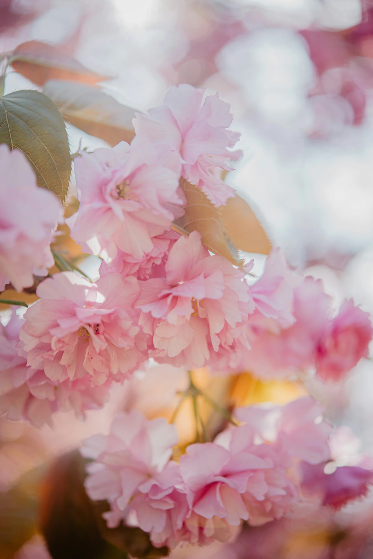 a bunch of pink flowers sitting on top of a tree