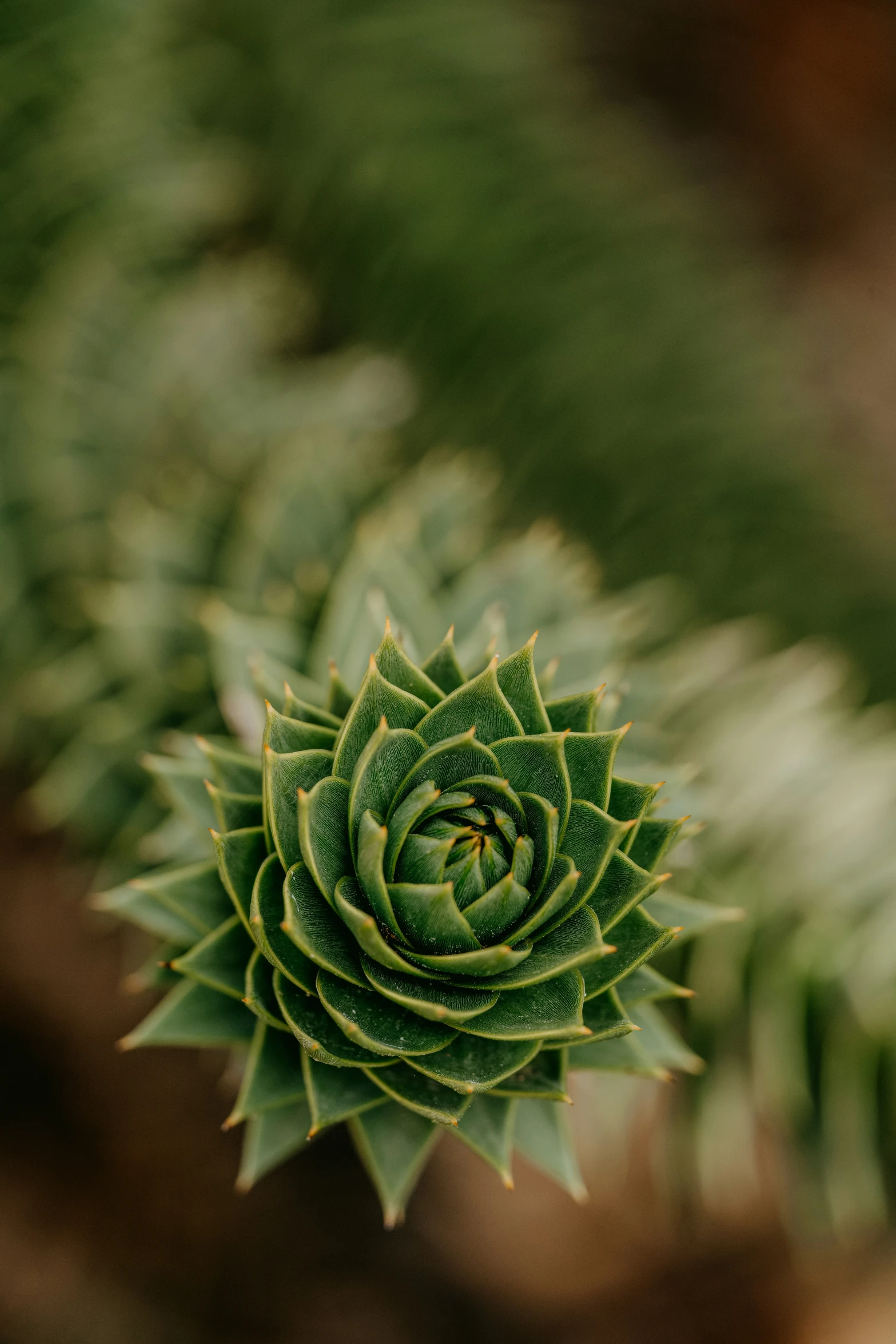 a small green plant with lots of little leaves