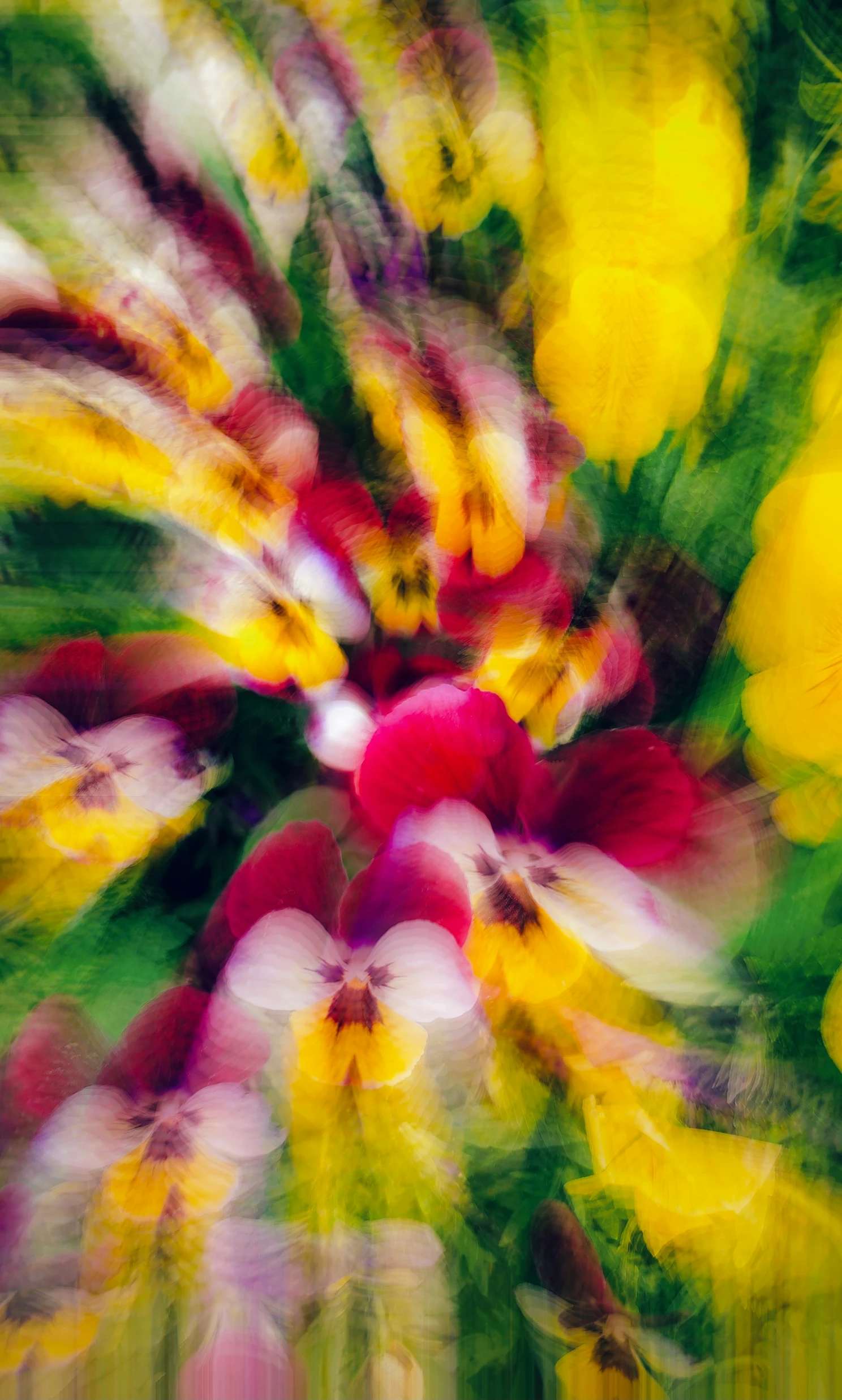 colorful pograph of flowers in motion at night