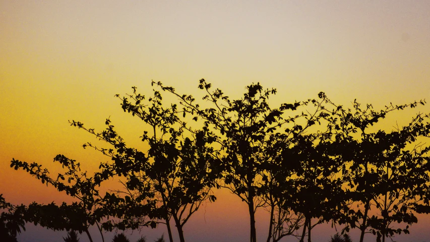 a yellow sky with trees in the foreground