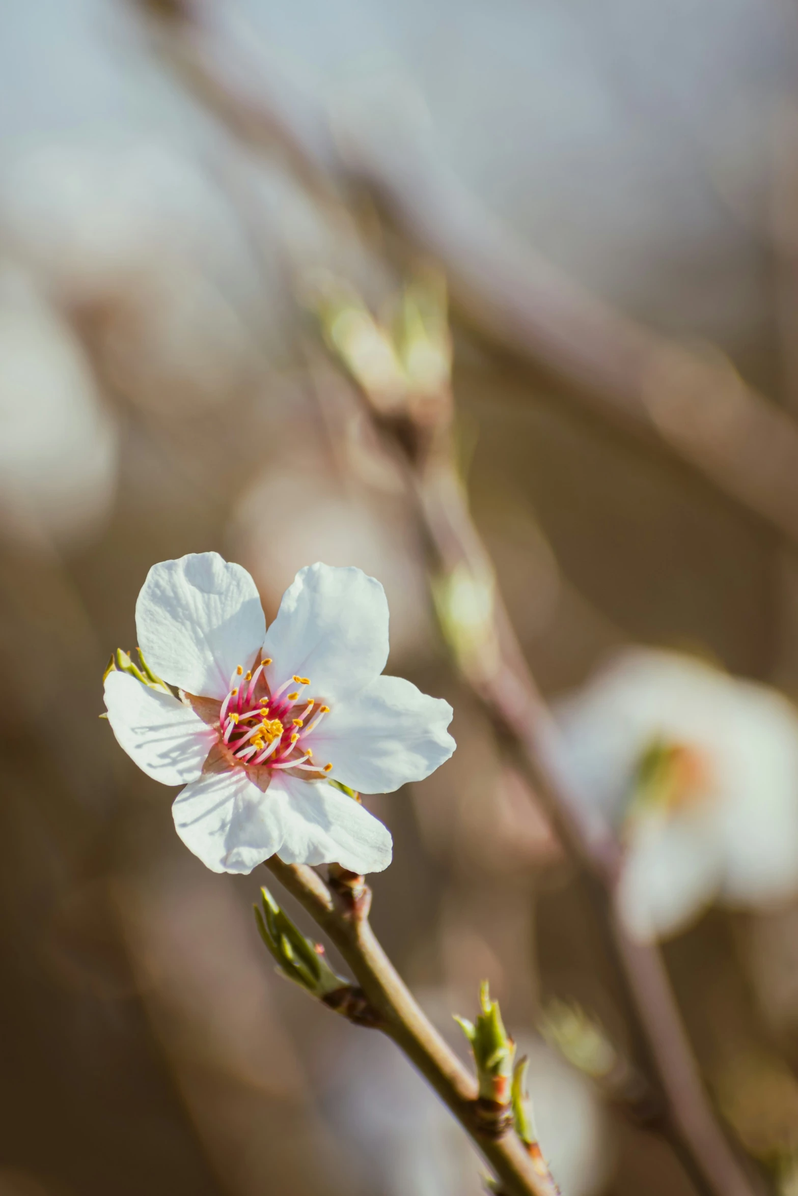 a white flower with a purple center in front of some trees