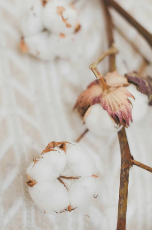 cotton buds in flower with leaves still on their stems