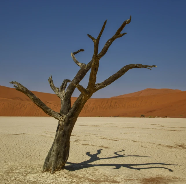 a bare tree in the desert with a sky background