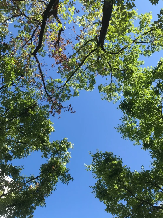 looking up at trees and a plane in the air