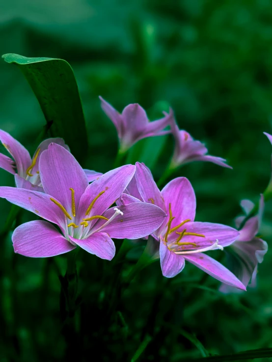 three flowers bloomed on a grassy area with a green background