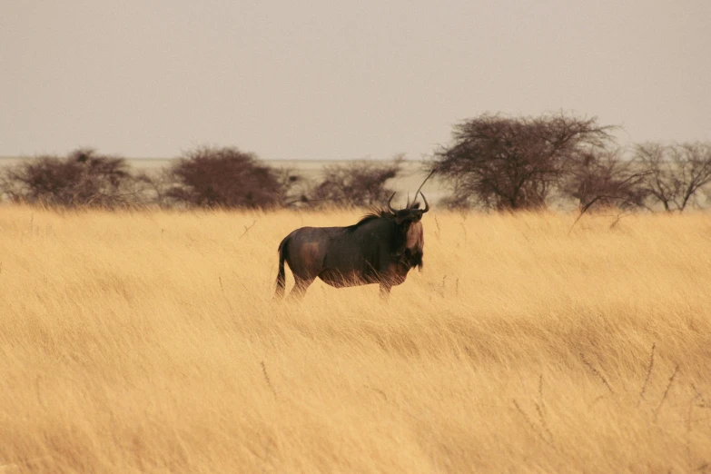 a single wildebeest stands in tall grass on a plain