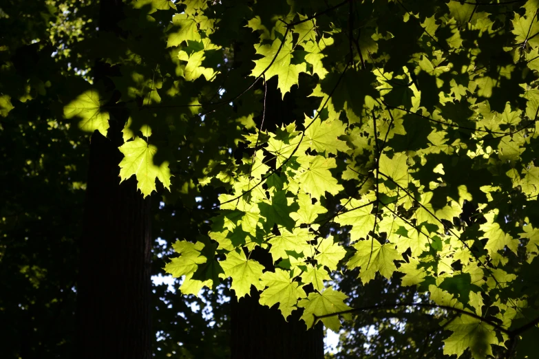 the leaves of an oak tree are changing color in the night