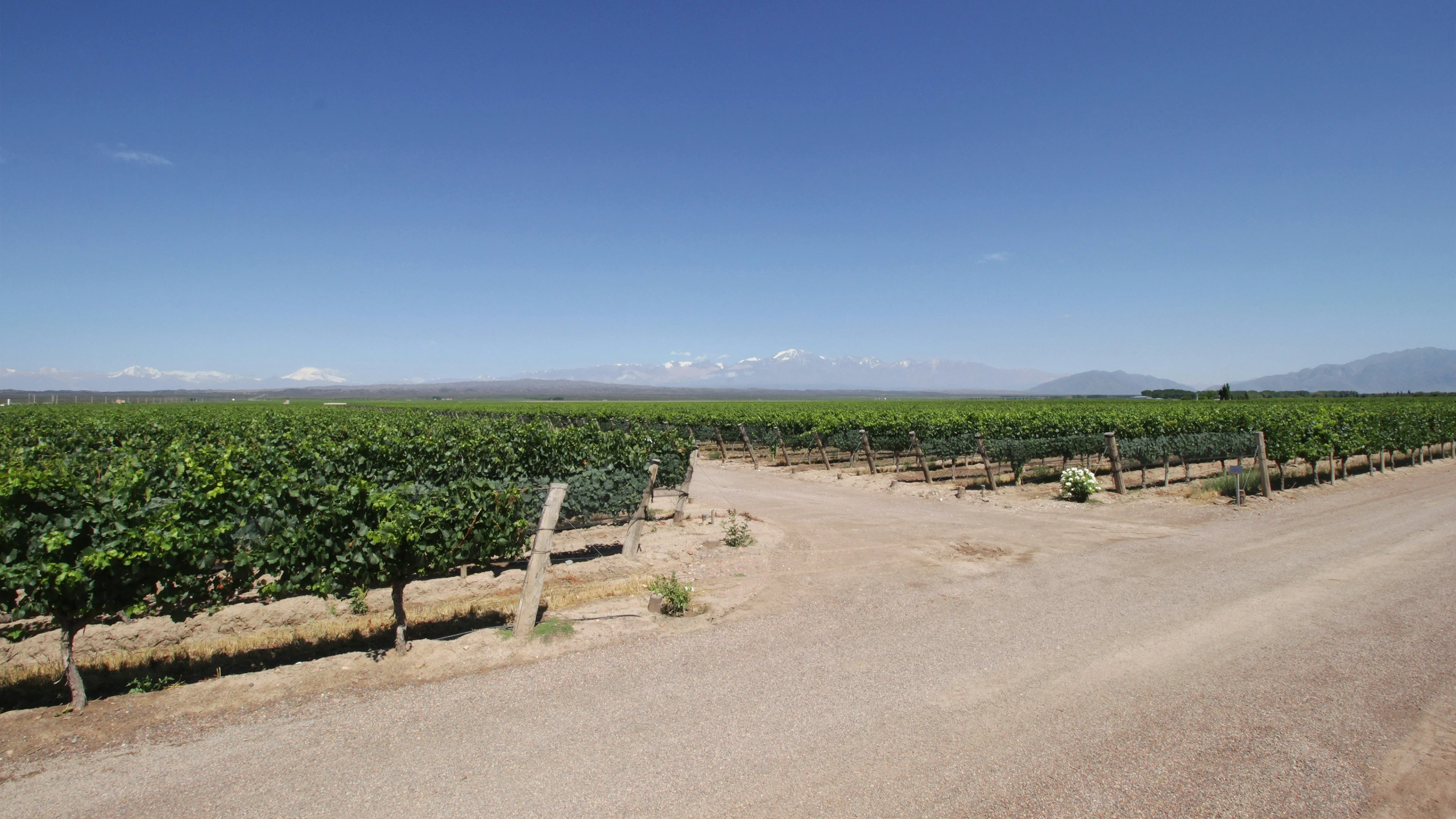 there is a large field with trees