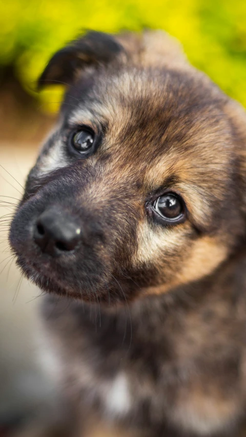 the puppy is staring very closely at soing