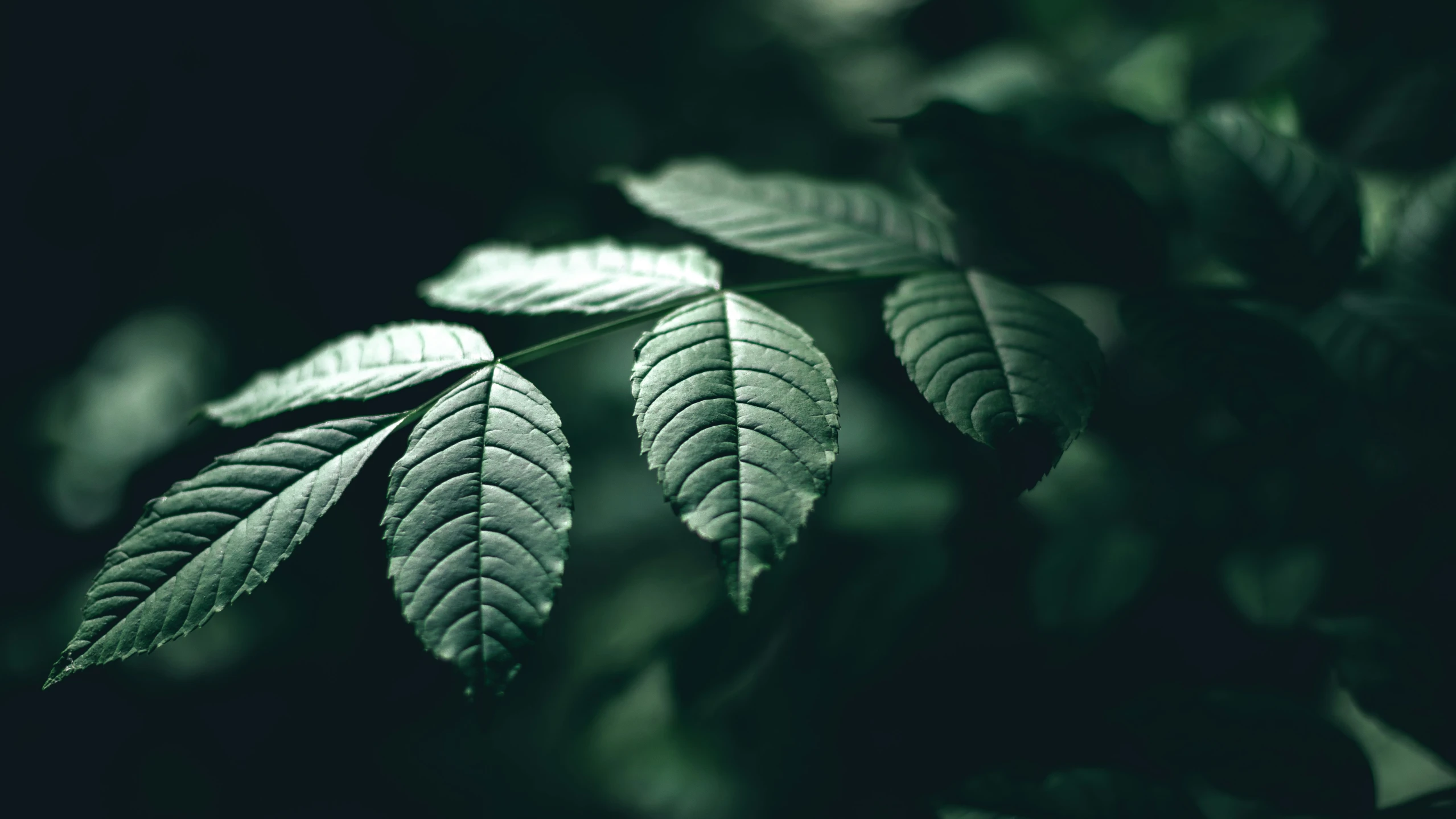 close up view of green leaves on a tree