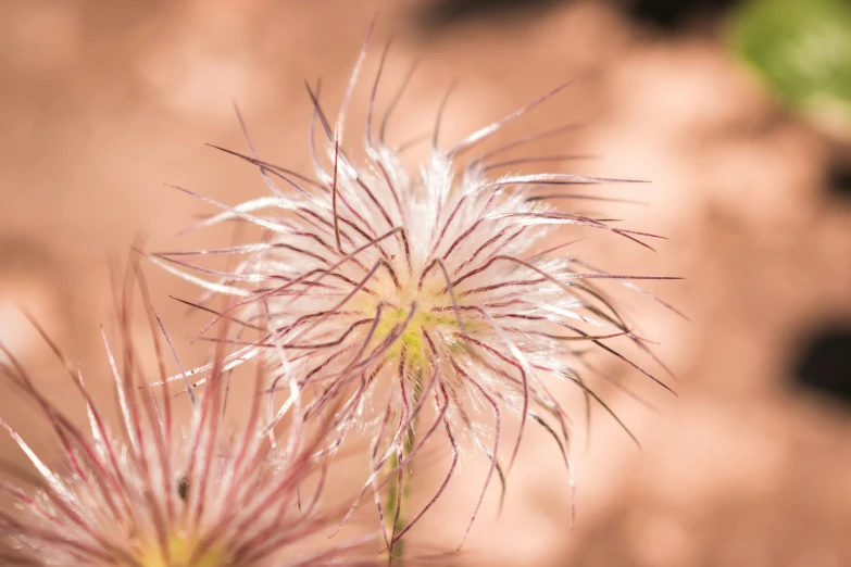 a closeup of a plant with multiple colored stems