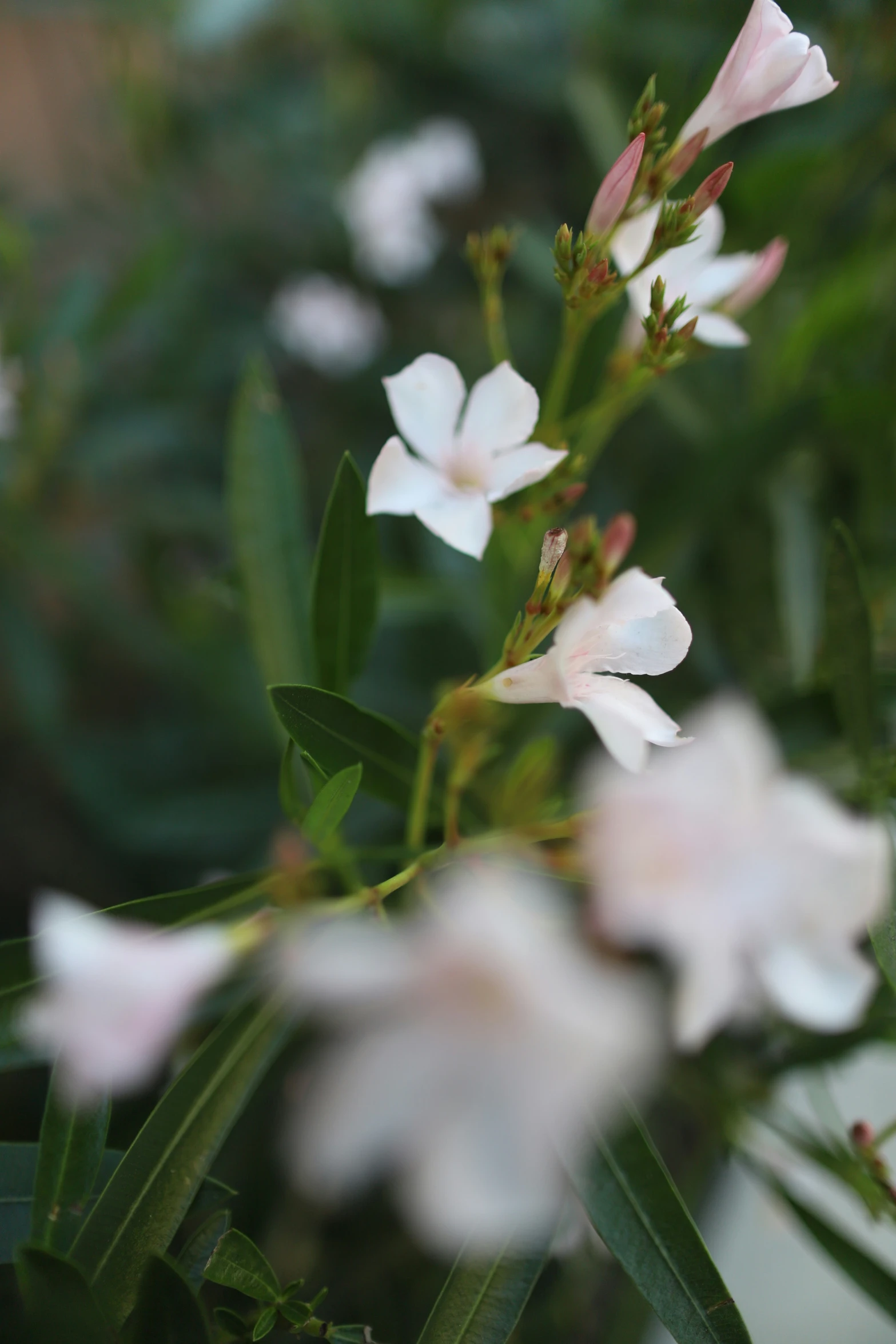 close up of flowers in the middle of the flower garden